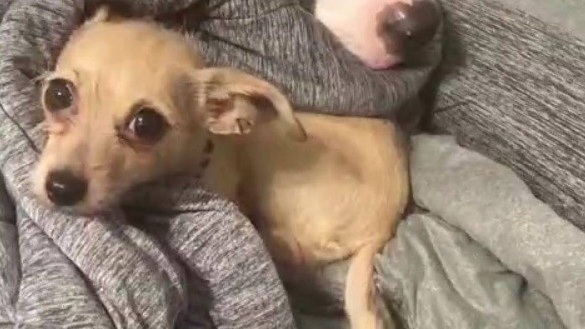 Dog found in the fast lane of I-275 reunited with owner
